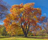 Autumn Tree_00311-2